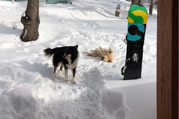 perros disfrutando de la nieve cerca de las pistas